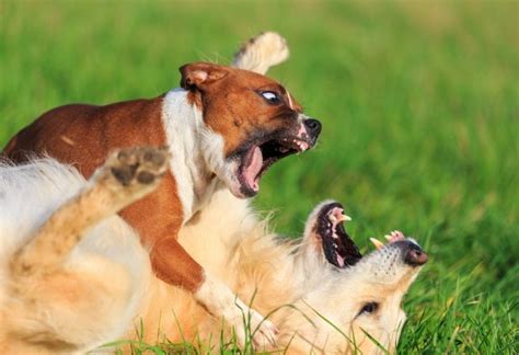 The majority of states apply strict liability for all types of injury or property damage while others limit it to only dog bites (about eight states only cover dog bites). . Is it legal to shoot a dog on your property in arkansas
